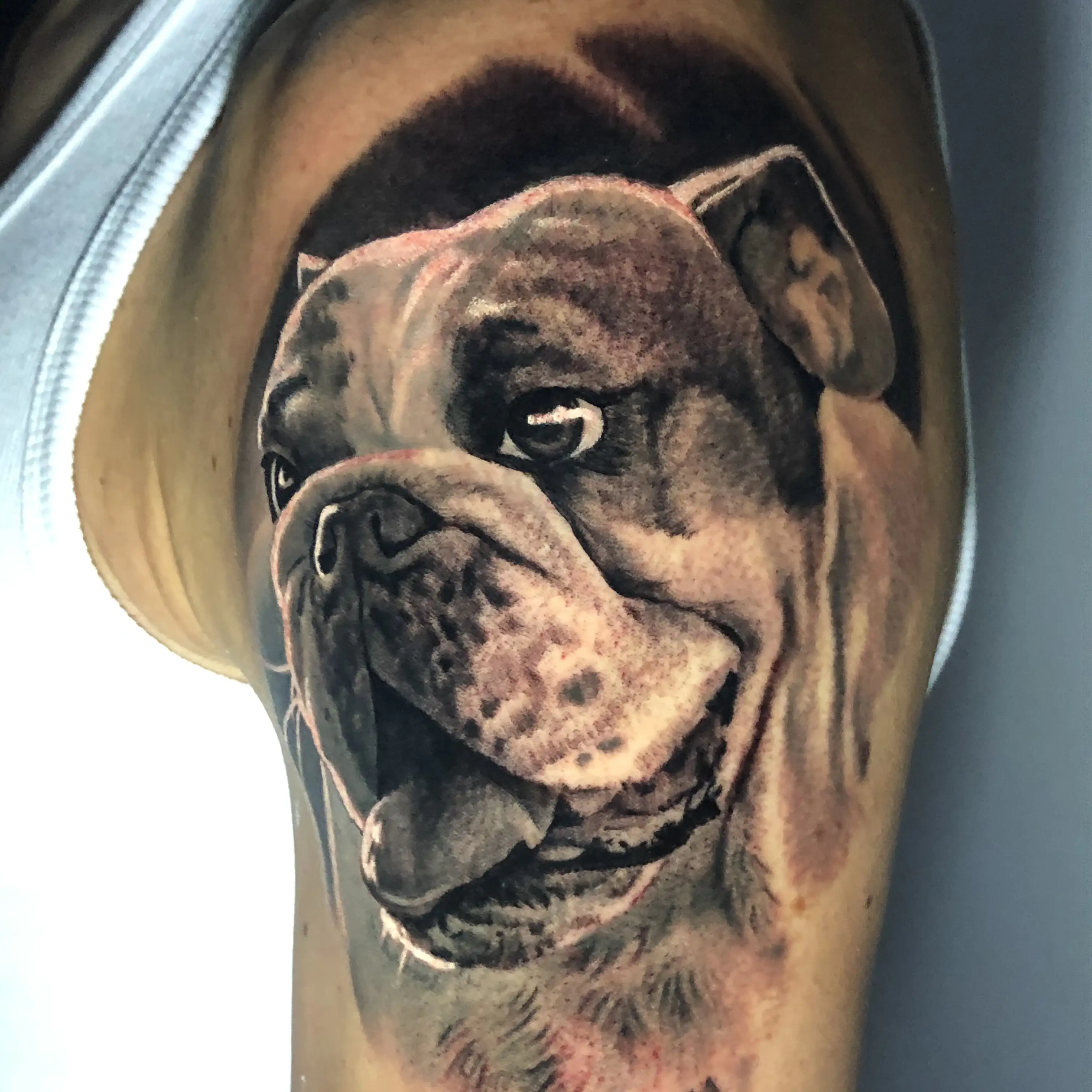 bulldog